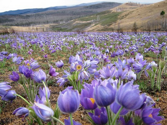 сон-трава у подножия гор - цветы, пейзаж, горы - оригинал