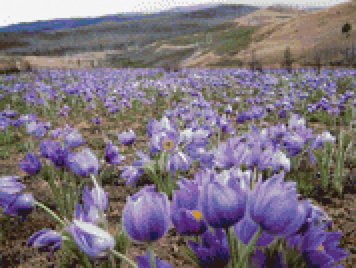 сон-трава у подножия гор - цветы, пейзаж, горы - предпросмотр