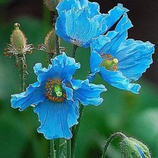 Схема вышивки «маки голубые»