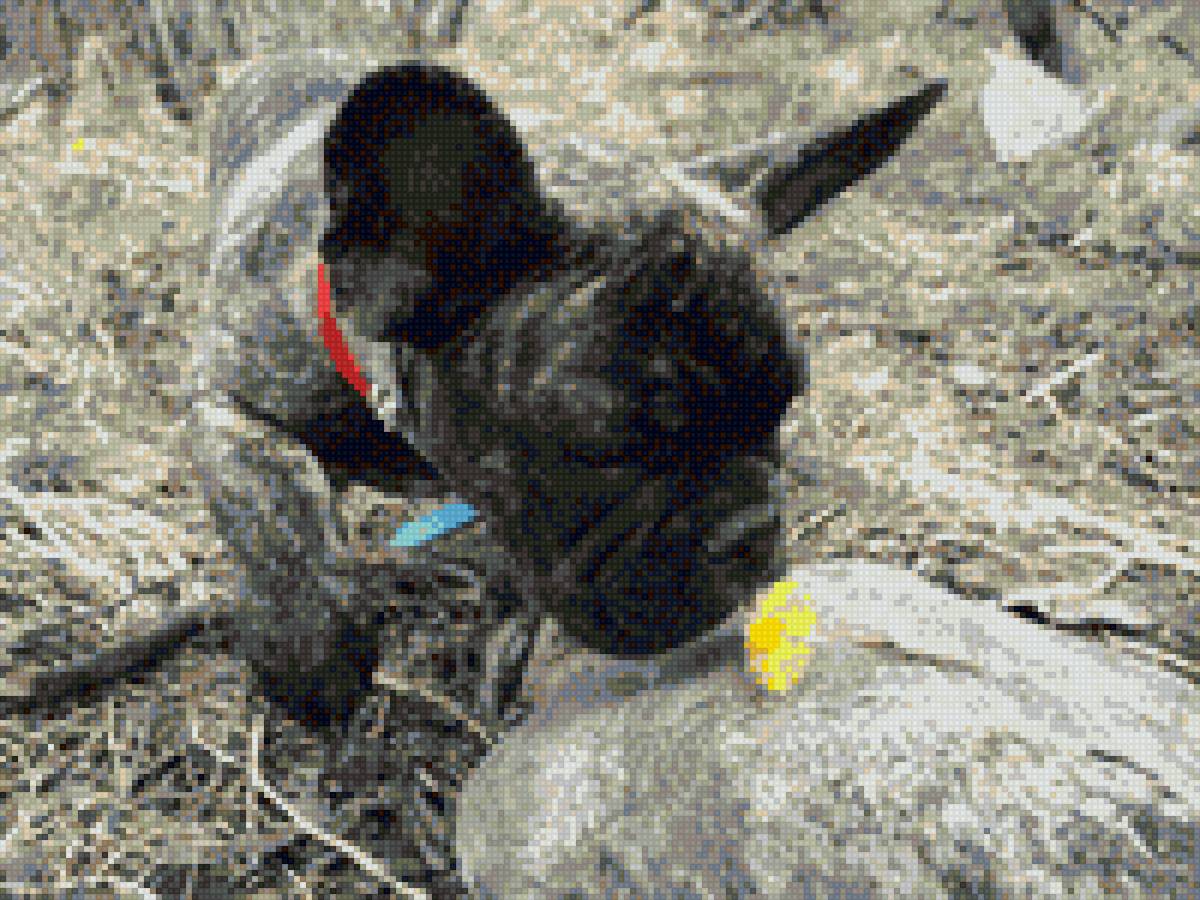 Французский бульдог - одуванчик, собака, природа - предпросмотр