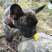 Французский бульдог