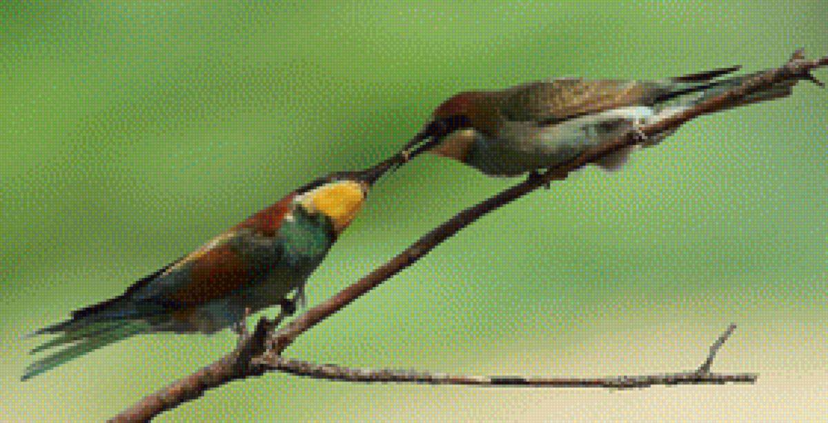 Птички - птицы, лето, ветка - предпросмотр