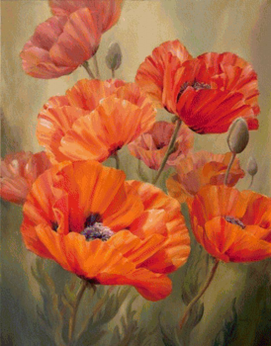 Маки - природа, цветы, маки - предпросмотр