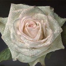 Схема вышивки «Роза»