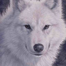 Схема вышивки «волк»