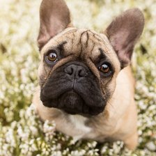 Схема вышивки «Французский бульдог»