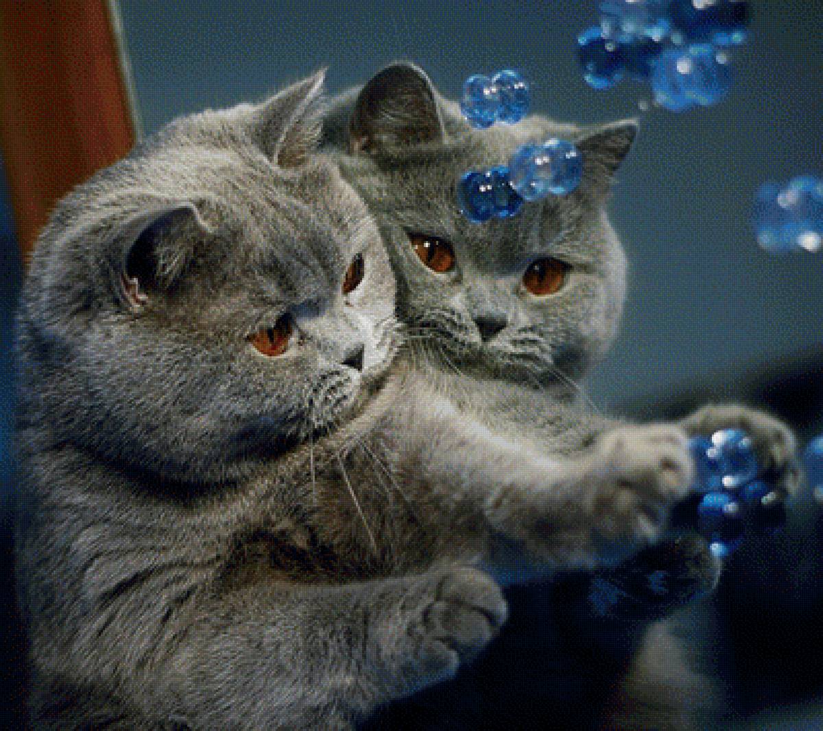 котяра - фауна - предпросмотр