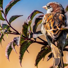 Схема вышивки «птицы»