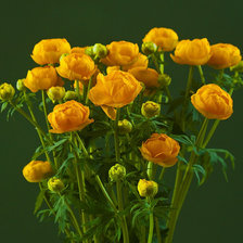 Схема вышивки «купальницы»