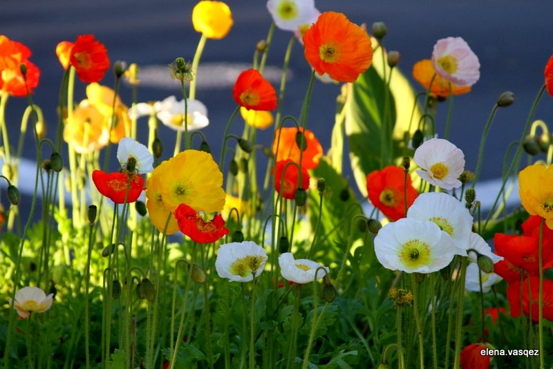 разноцветные маки - цветы, маки - оригинал