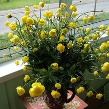 Схема вышивки «жёлтые купальницы»