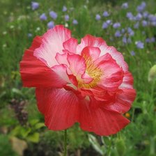 Схема вышивки «мак»