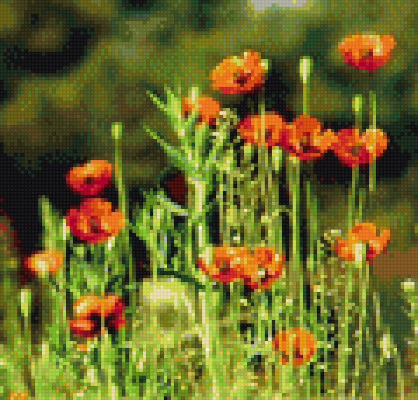 маки полевые - маки, цветы - предпросмотр