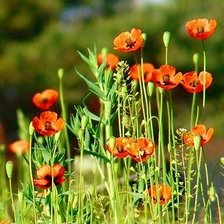 маки полевые