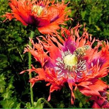 Схема вышивки «мак»