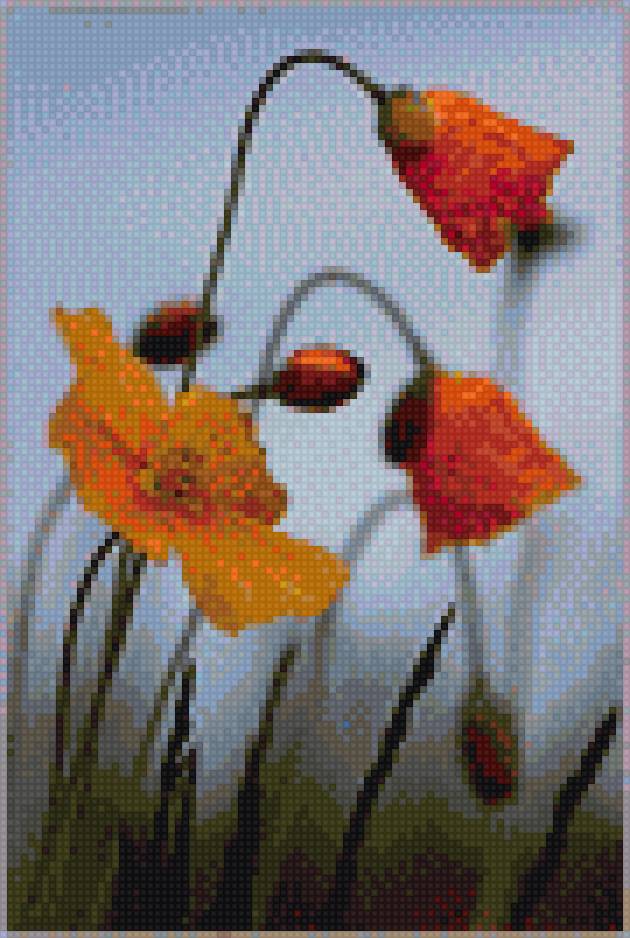 жёлтые маки - предпросмотр