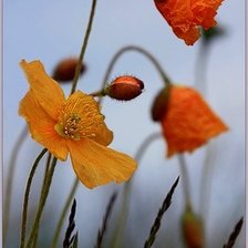 Схема вышивки «жёлтые маки»