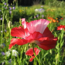 Схема вышивки «маки полевые»