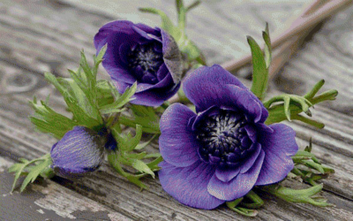 квіти - фіолетові - предпросмотр