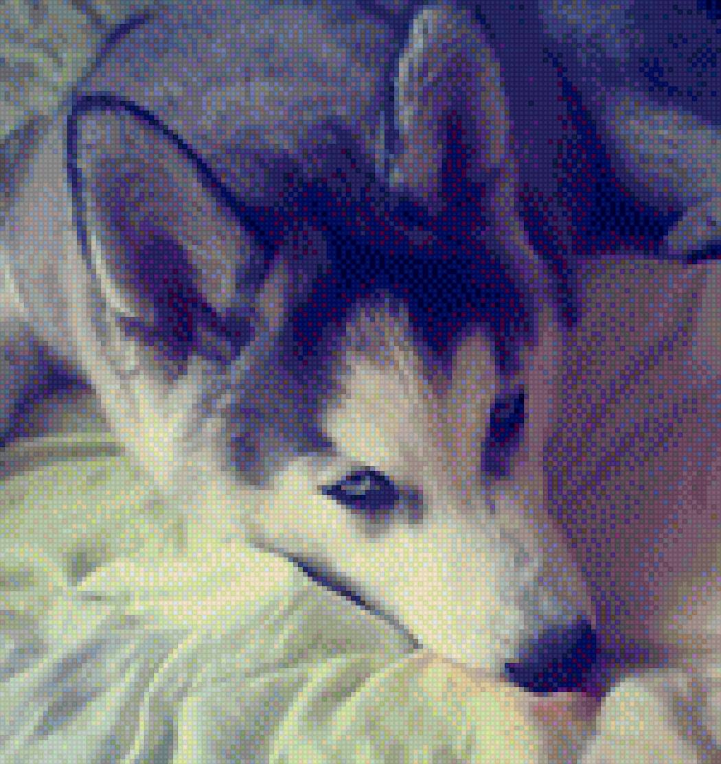 Cенечка - собака, другсемьи, хаски - предпросмотр