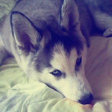 Схема вышивки «Cенечка»