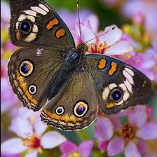 Схема вышивки «Бабочка»