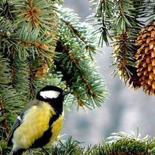 Схема вышивки «Гармония в природе»