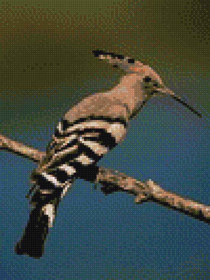 удод - птицы - предпросмотр