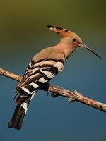 Схема вышивки «удод»