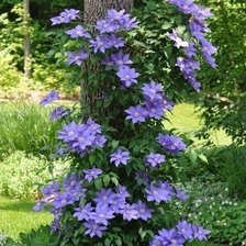 Схема вышивки «клематисы синие»