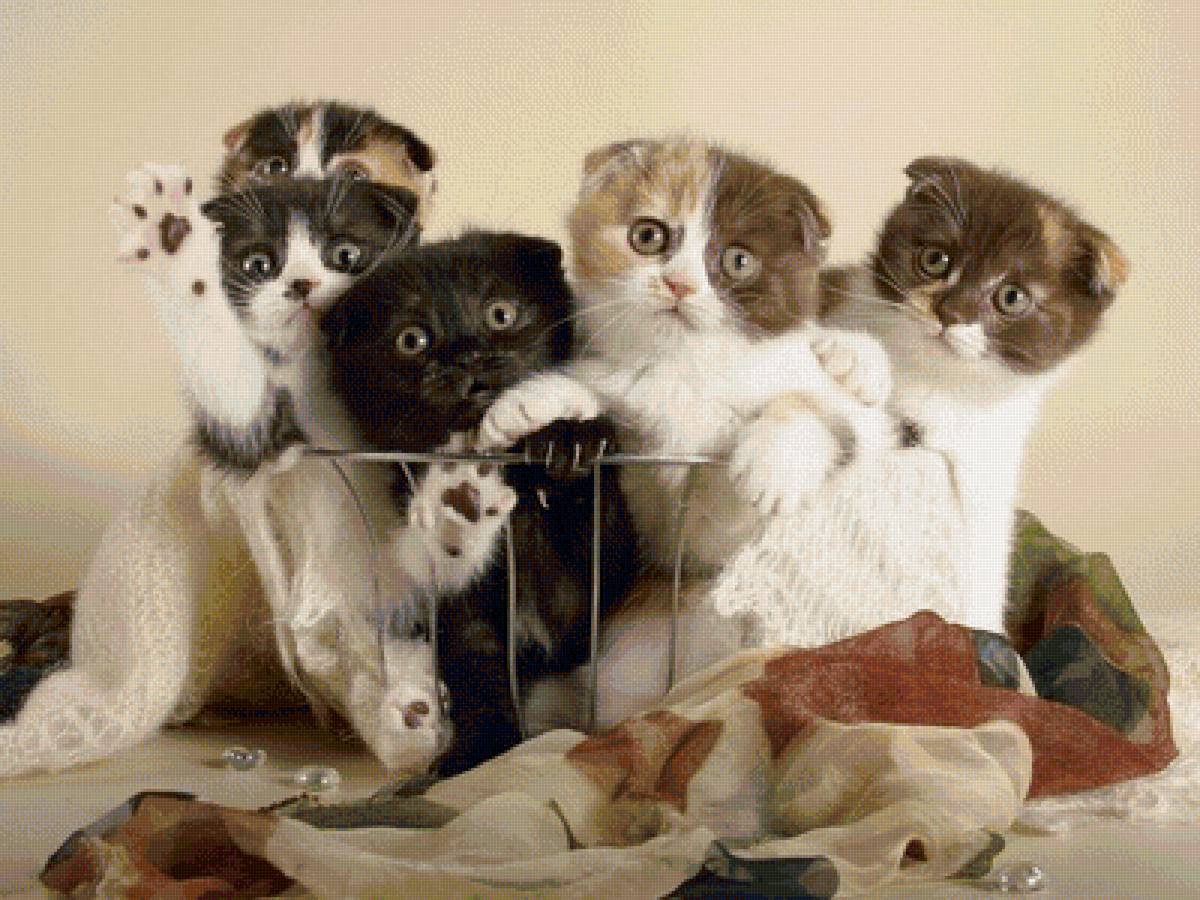 котята - животные, котята - предпросмотр