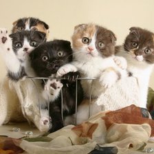 Схема вышивки «котята»