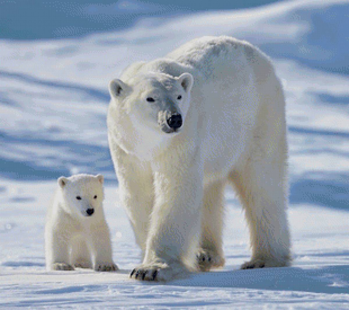 медведица с медвежонком - медведь, животные - предпросмотр