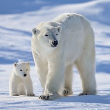 медведица с медвежонком