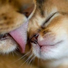 Схема вышивки «Нежность»