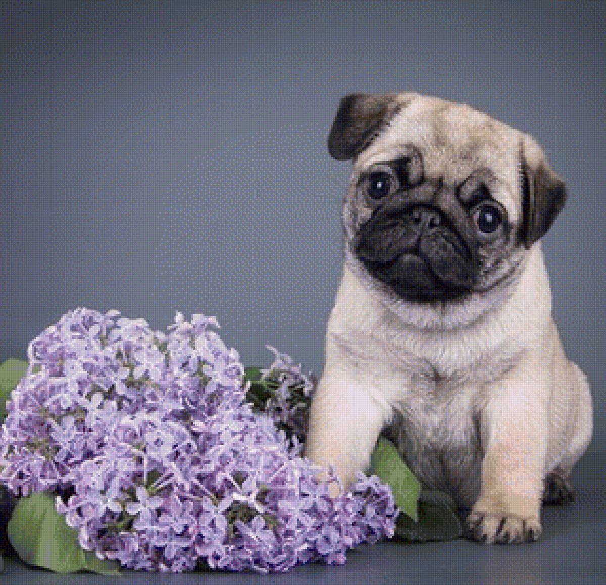 мопсик - мопс, животные, собаки - предпросмотр