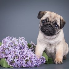 Схема вышивки «мопсик»