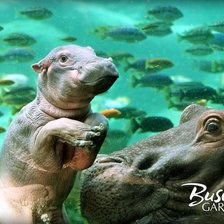 Схема вышивки «Бегемоты»