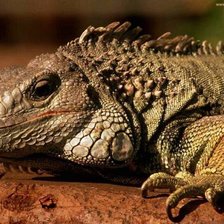 Схема вышивки «Варан»