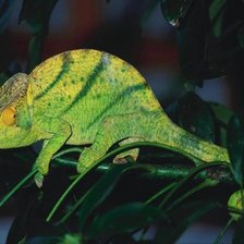 Схема вышивки «Хамелион»