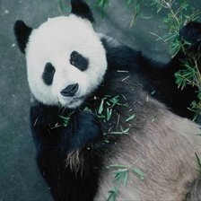 Схема вышивки «Панда»