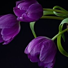 Схема вышивки «тюльпаны на черном фоне»