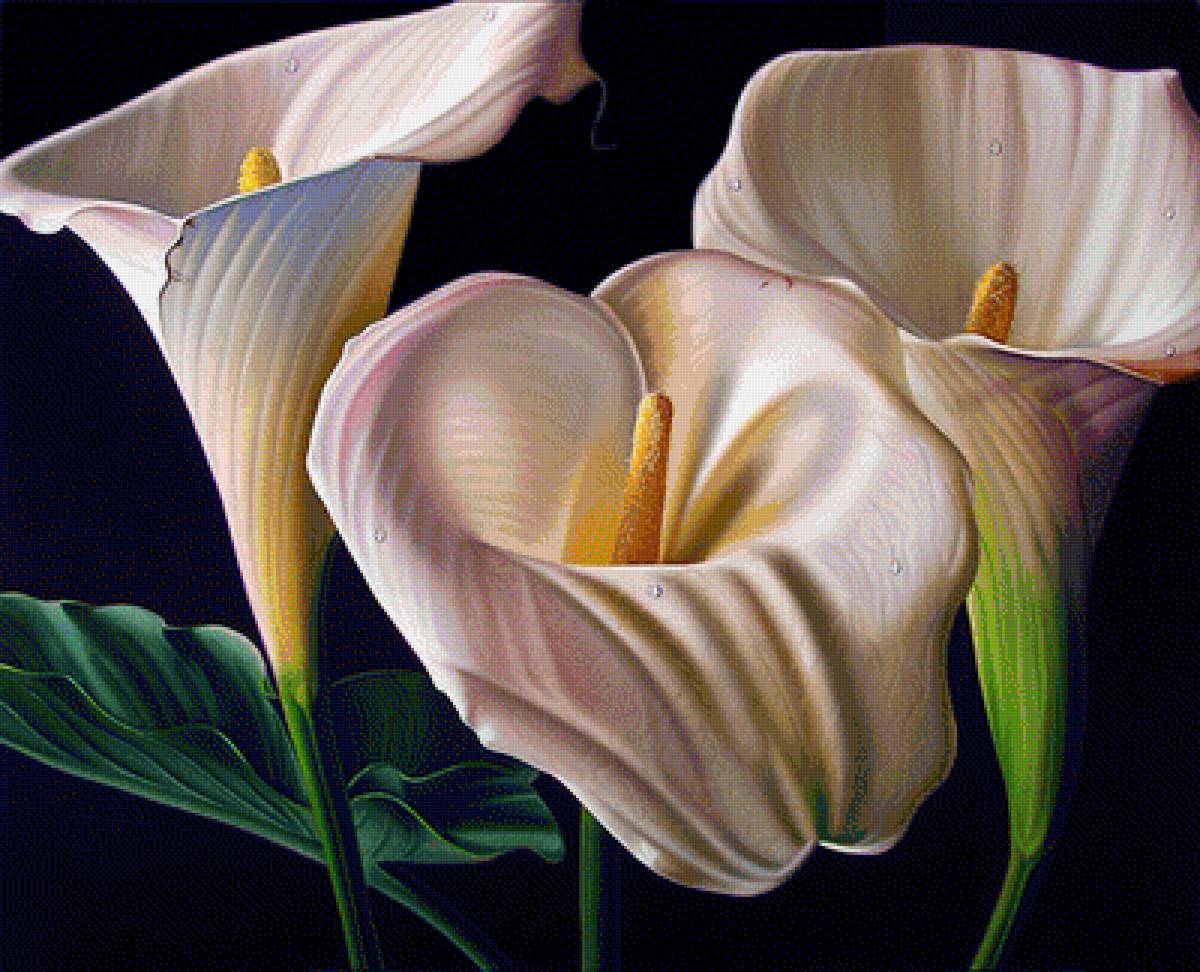 Роскошь цветов - цветы, букет, калы - предпросмотр