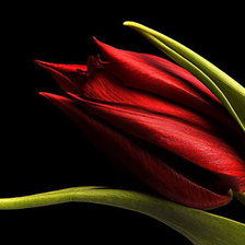 Схема вышивки «тюльпан на черном фоне»