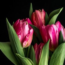 Схема вышивки «тюльпаны на черном фоне»