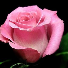 Схема вышивки «роза на черном фоне»