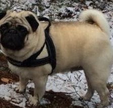 Схема вышивки «Собака Ольга»