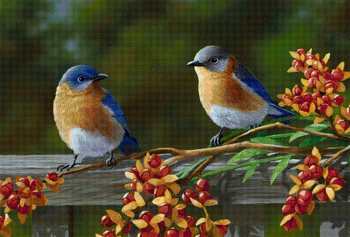 Птицы - природа, птицы - предпросмотр