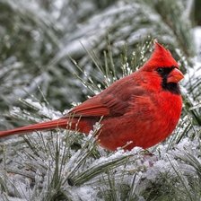 Схема вышивки «Птицы»
