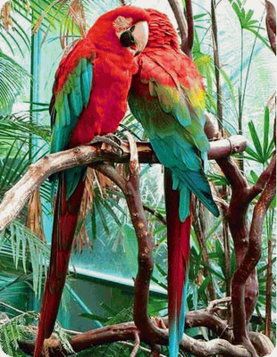 попугаи - природа, птицы, попугаи - предпросмотр